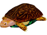 Turtle 3D Model preview