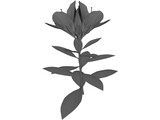 Tutuzi 3D Model