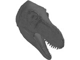 Tyrannosaurus Rex Head 3D Model