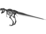 Tyrannosaurus Rex Skeleton 3D Model preview