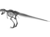 Tyrannosaurus Rex Skeleton 3D Model