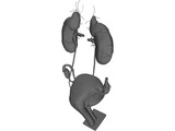 Urinary and Reproductive System Female 3D Model