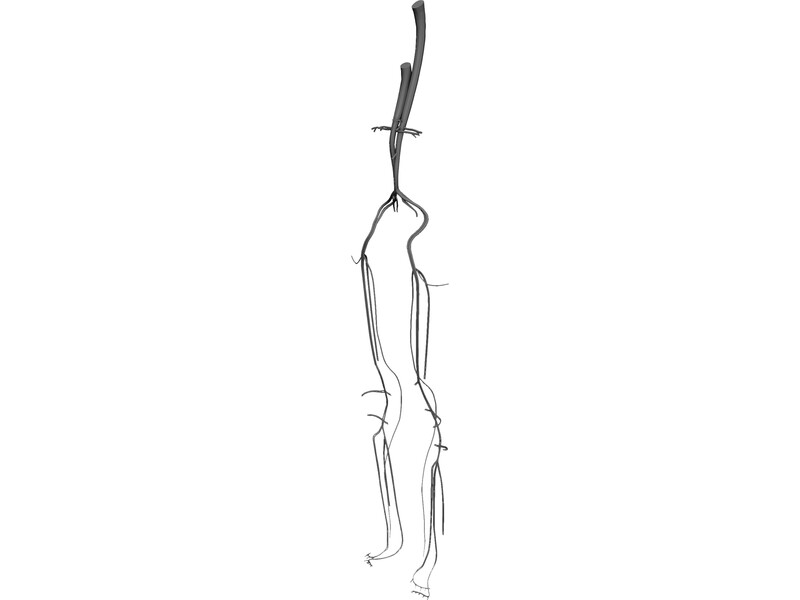 Veins and Arteries Lower 3D Model