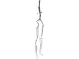 Veins and Arteries Lower 3D Model