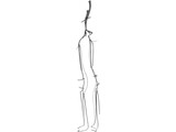 Veins and Arteries Lower 3D Model