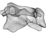 Vertebra 3D Model