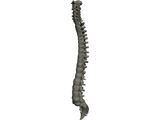 Vertebral Column 3D Model preview