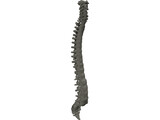 Vertebral Column 3D Model