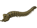 Vertebral Column 3D Model preview