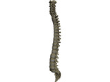 Vertebral Column 3D Model preview