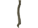 Vertebral Column 3D Model