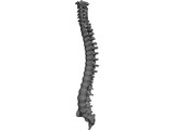Vertebral Column 3D Model preview