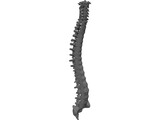 Vertebral Column 3D Model