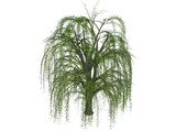 Weeping Willow 3D Model preview