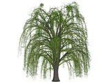Weeping Willow 3D Model