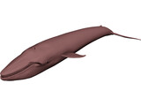 Whale Blue 3D Model preview