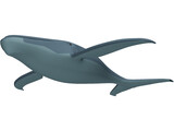 Whale Funny 3D Model