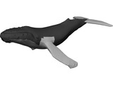 Whale Humpback 3D Model preview