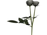 White Rose 3D Model preview
