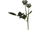 White Rose 3D Model