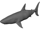 White Shark 3D Model preview