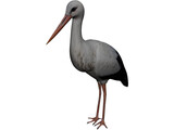 White Stork 3D Model preview