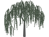Willow Tree 3D Model preview