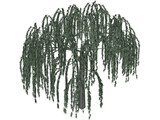Willow Tree 3D Model