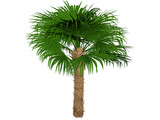 Windmil Palm 3D Model preview