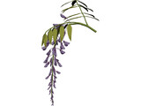 Wisteria Flower Japanese 3D Model preview