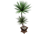 Yucca Plant 3D Model preview