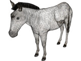 Zebra 3D Model