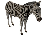 Zebra 3D Model