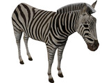 Zebra 3D Model