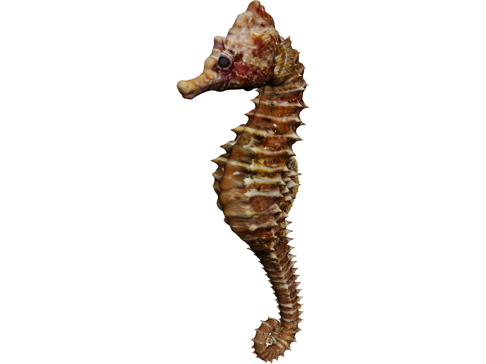 Seahorse 3D Model