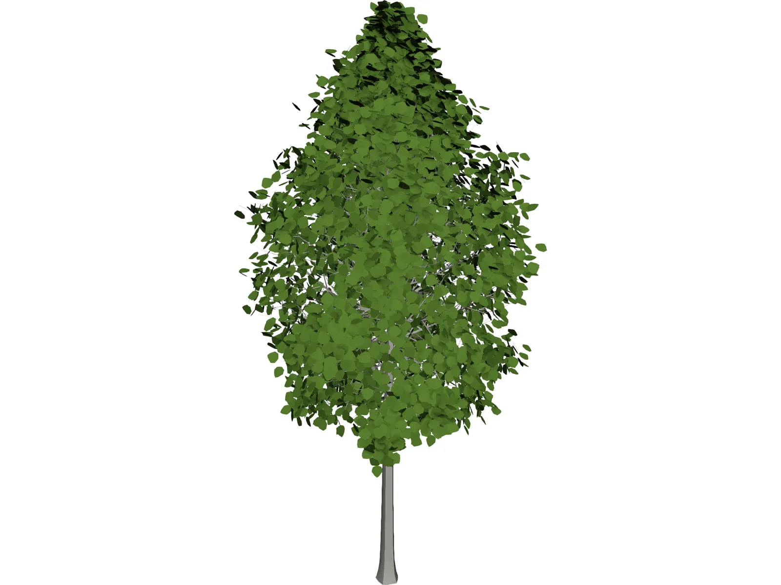 Quaking Aspen (Populus Tremuloides) 3D Model