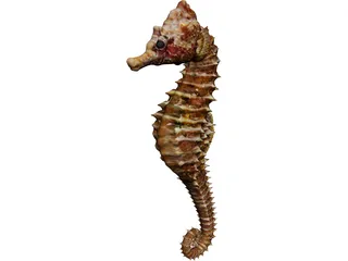 Seahorse 3D Model