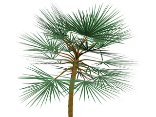 Palm 3D Model