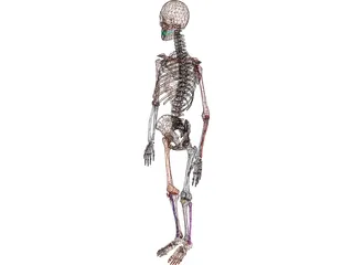 Skeleton Female 3D Model