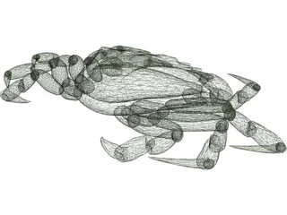 European Green Crab 3D Model