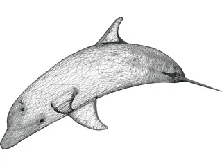 Dolphin Bottle-Nosed 3D Model