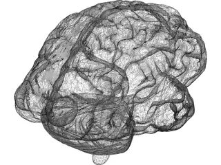 Brain 3D Model