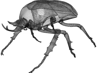 African Rose Beetle 3D Model