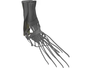 Foot Muscles 3D Model