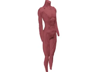 Surface Muscles 3D Model