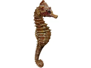 Seahorse 3D Model