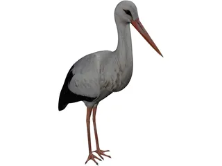 White Stork 3D Model