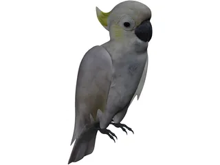 Parrot 3D Model