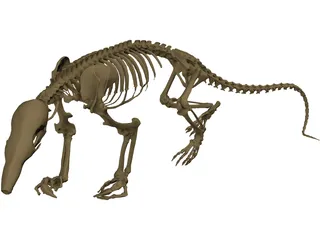 Anteater Skeleton 3D Model