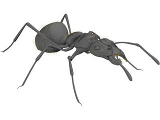 Ant Black 3D Model